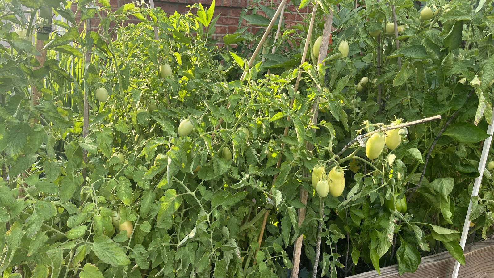 The full length of the raised bed under the kitchen window, heavy with green Roma tomatoes.