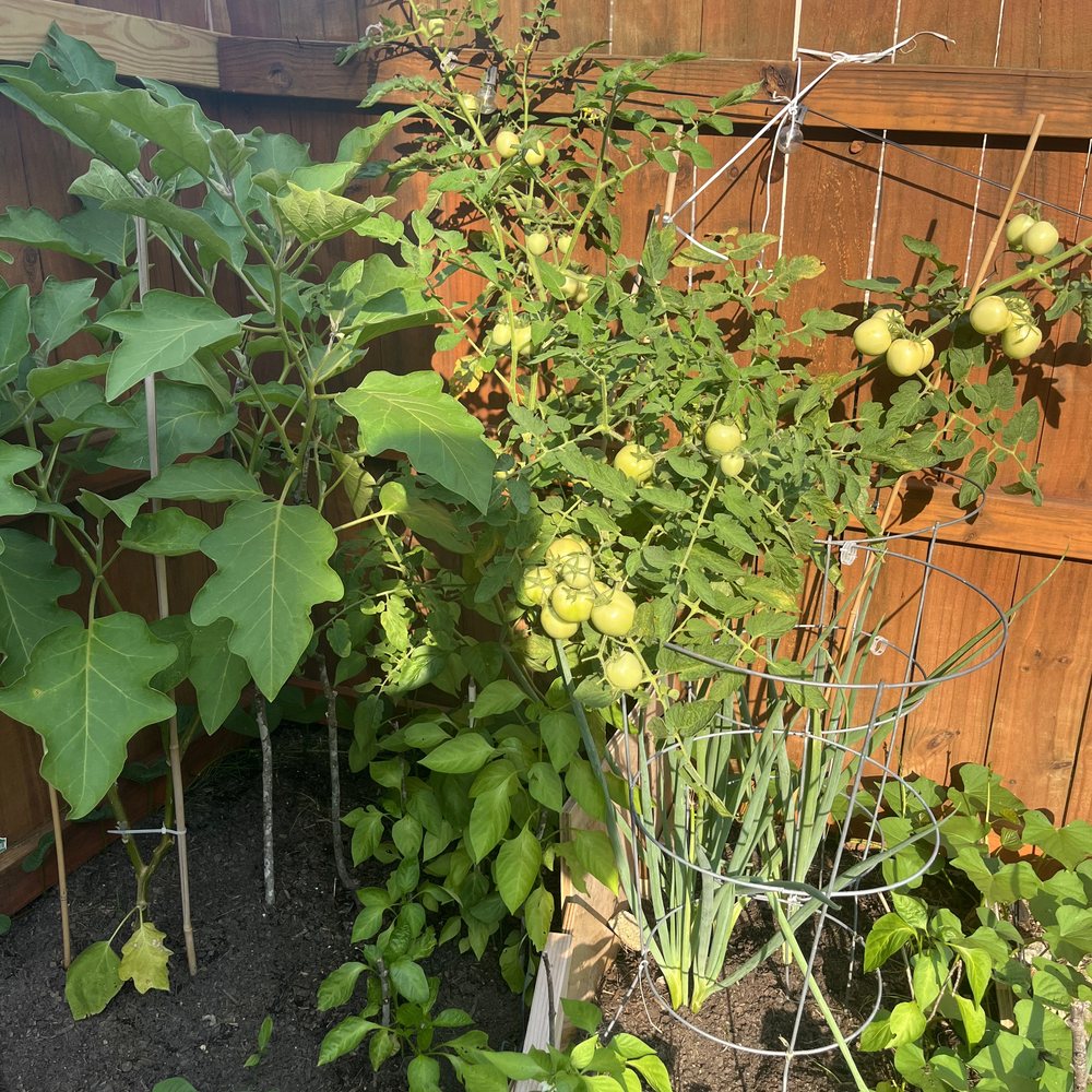The raised bed along the fence with eggplant, staked tomatoes and green onions growing in a wire cage.