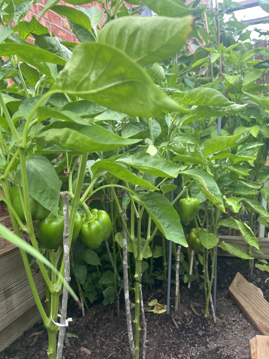 Bell peppers hanging on staked plants against the brick wall of the house.